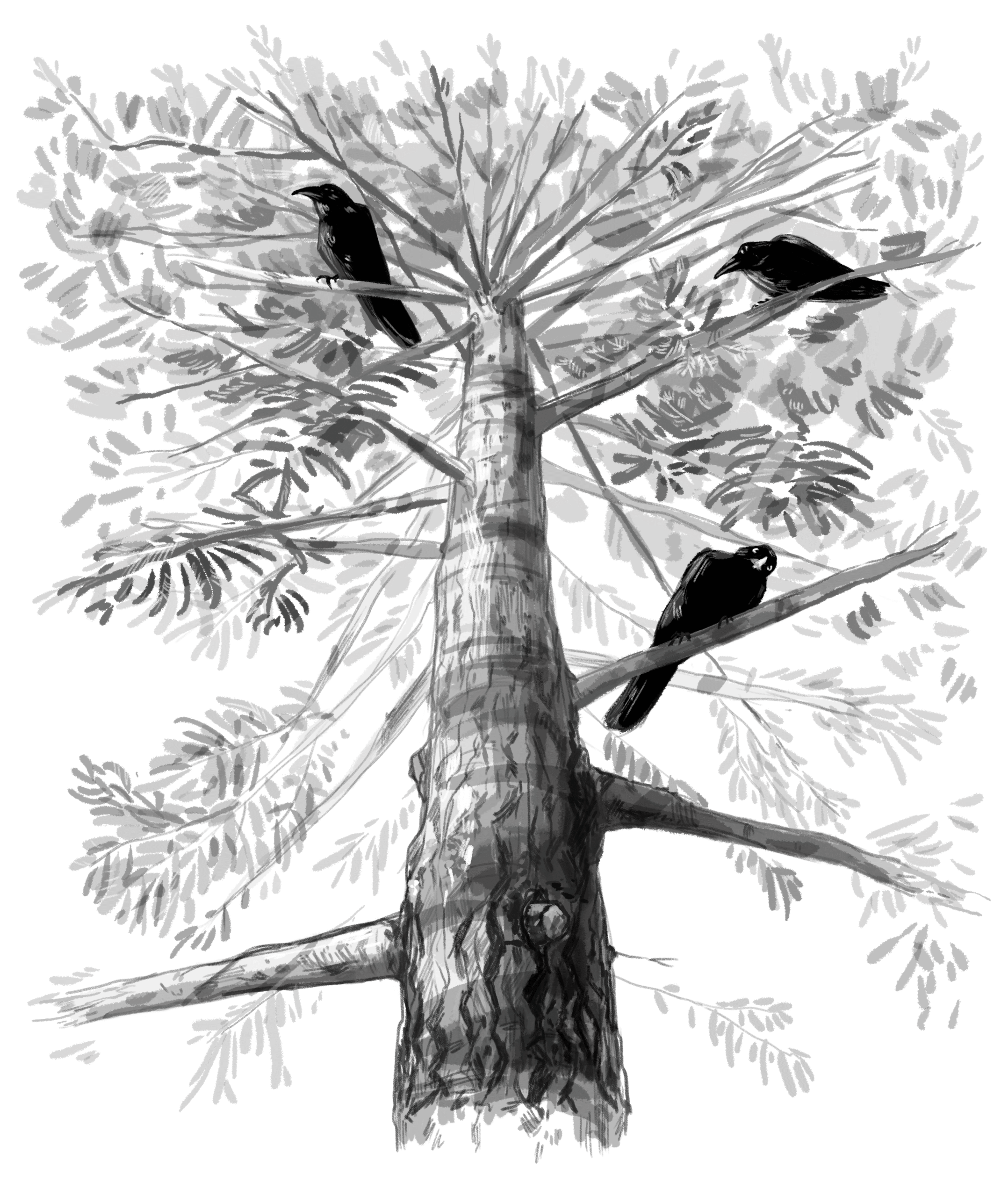 Un brad in care stau cateva ciori.