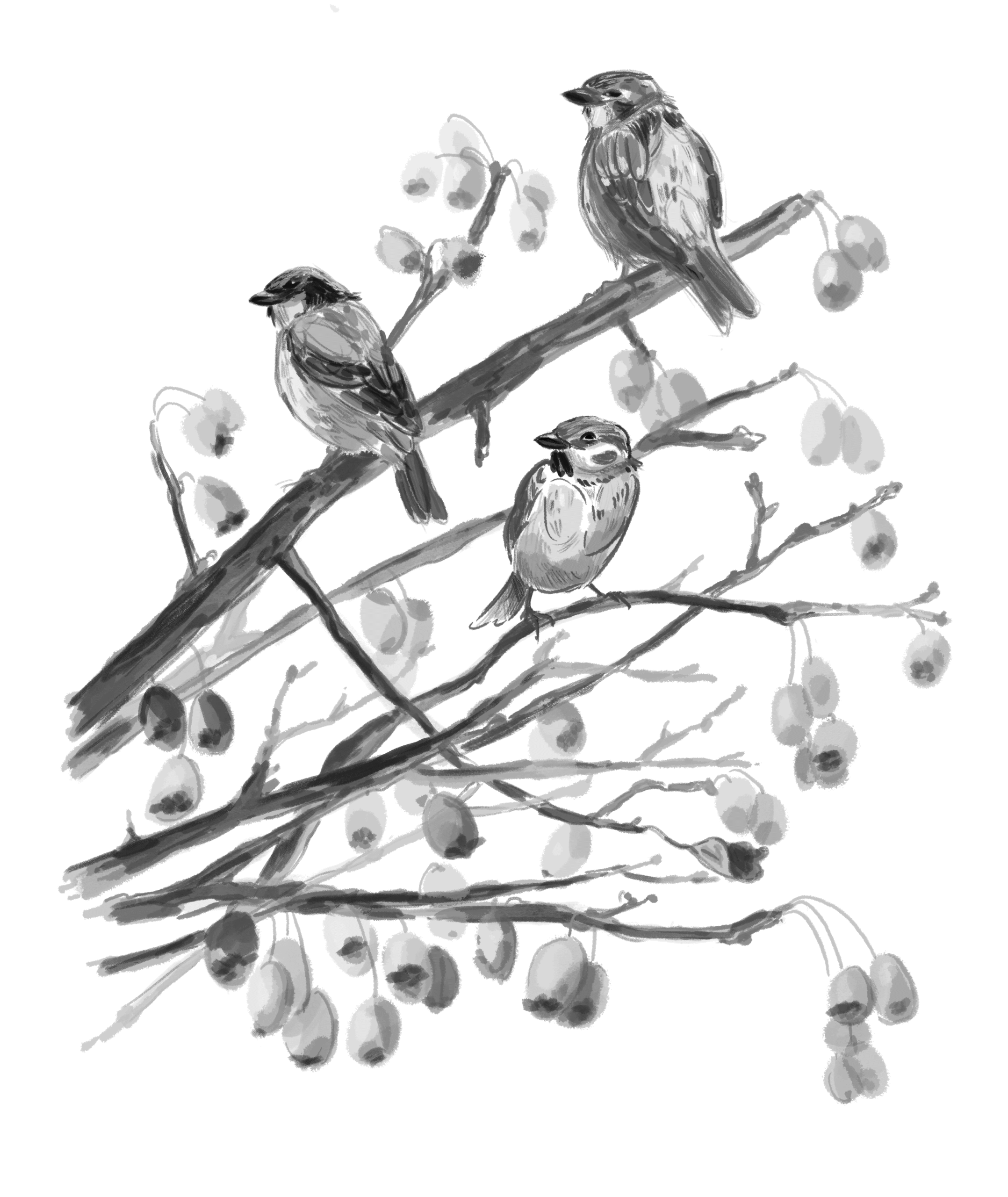 un tufis cu vrabiute