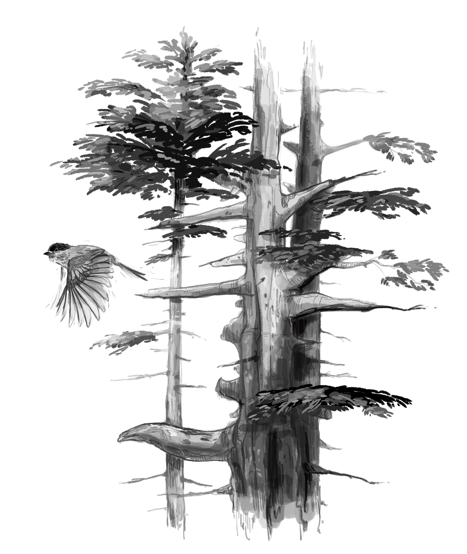 pini și o gaita nordica in zbor