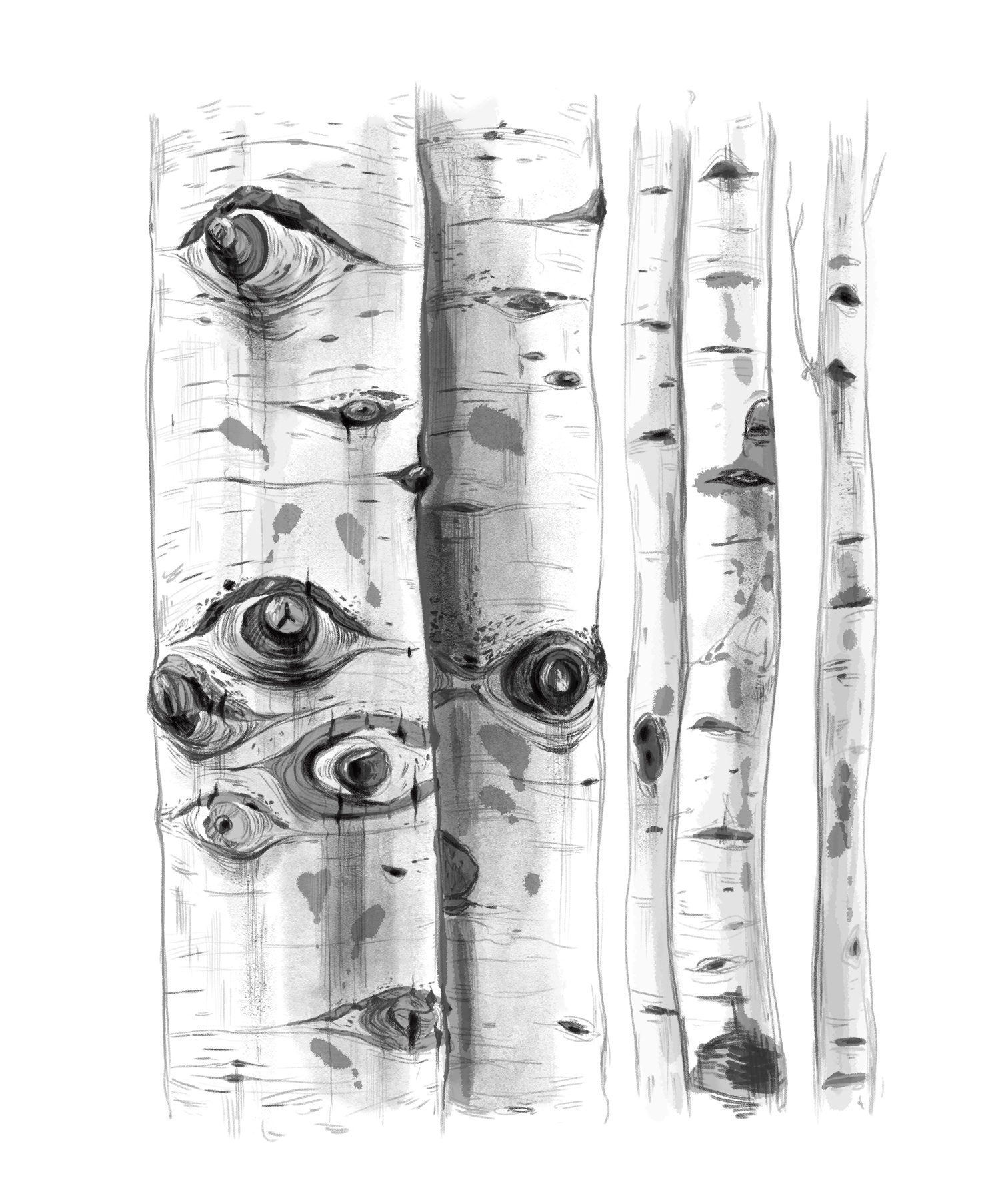 mai multe trunchiuri de mesteceni